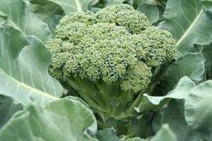 A close-up of a green head of broccoli with small florets surrounded by large green leaves.