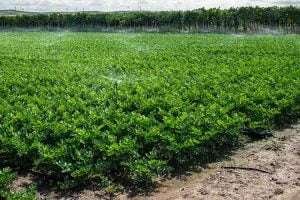 A field of green Celery plants being watered by a sprinkler system