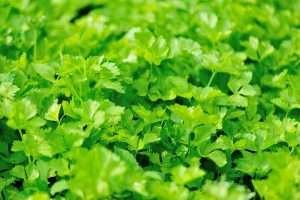 A bed of bright green leafy celery plants with serrated edges