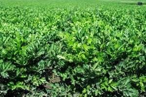 Greenfield of leafy plants of Celery for horse feed under a bright blue sky