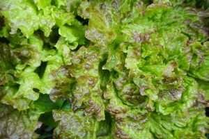 Close-up of a green and curly lettuce plant with brown spots and wet leaves