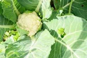 A white cauliflower plant with large green leaves growing in a garden