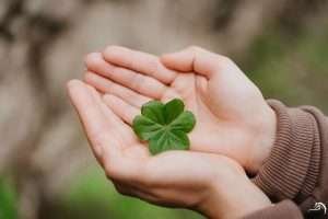 A person's hands cupped together holding a four-leaf clover, with a blurred background of a field or forest