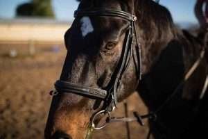 A close-up photo of a dark brown horse wearing a black bridle in a natural daytime setting