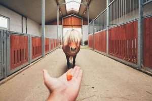 A horse walking towards a hand holding a carrot in a red wooden stable with a metal roof and multiple stalls with metal gates