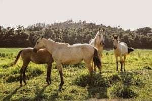Four horses of different colors standing in a green field with trees in the background