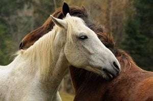 Two horses, one white with a black mane and tail and one brown with a white blaze, nuzzling in a field with trees and shrubs under an overcast sky