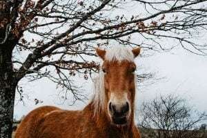 A brown horse with a white mane and a white stripe on its face stands in front of a tree with bare branches and a few orange leaves, looking directly at the camera. In the background is a cloudy sky and a field with a fence in the distance