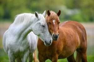 Two horses, one white and one brown, standing close together in a peaceful field