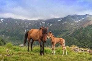A chestnut mare with a black mane and tail stands with her lighter chestnut foal with a white blaze on its forehead on a grassy hillside in a mountainous landscape with snow-capped peaks and an overcast sky