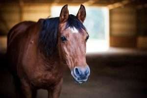 A brown horse with a white stripe on its nose and a black mane stands in a wooden stable with a window.