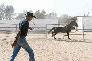 A man in a cowboy hat and jeans walks in front of a black horse trotting in a sandy arena with a white fence and trees in the background.