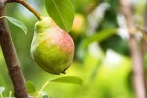 A green and red pear hanging from a tree branch with green leaves in the background.