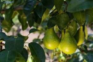 Raindrops on green pears hanging from a tree branch