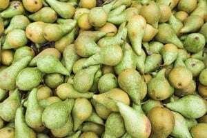 A pile of green pears of different sizes and shapes, some with brown spots, scattered randomly