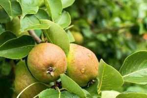 Two green pears with red blush on a tree branch, covered in water droplets with green serrated leaves in the background