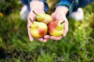 Three ripe pears with red blushes held in cupped hands against a blurred grassy field with white flowers