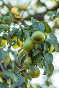 pear tree with ripe green pears hanging from its branches, surrounded by dark green glossy leaves