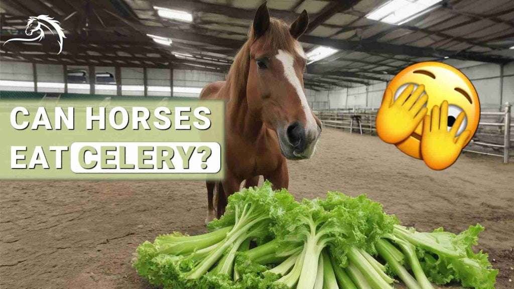 Brown horse in indoor arena with pile of celery, text asking if horses can eat celery