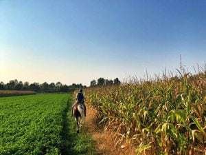 A person in a blue shirt riding a brown and white horse on a dirt path between a field of corn and green grass