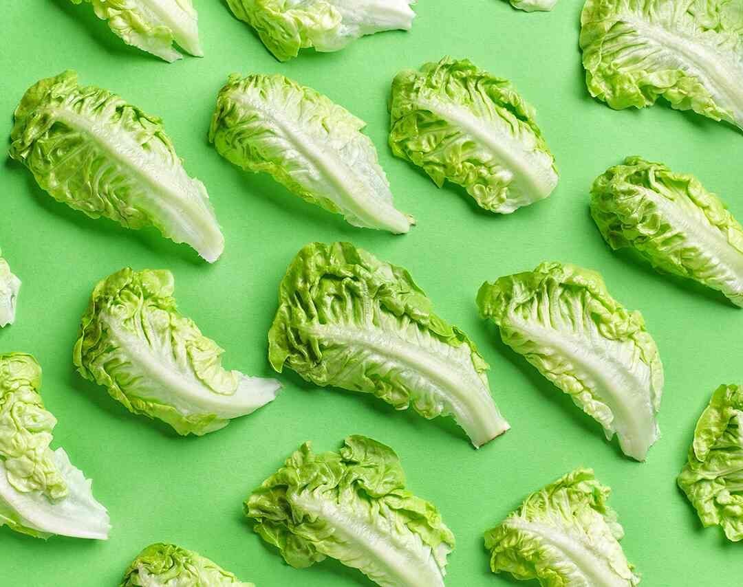 Fresh romaine lettuce leaves scattered on a green background