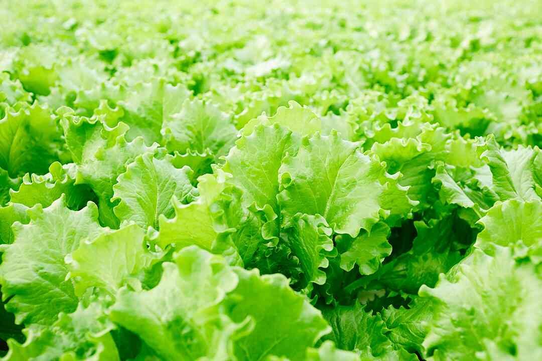 A field of fresh green lettuce with ruffled edges