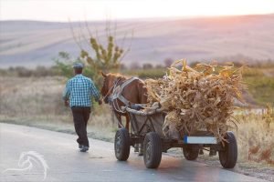 Man walking alongside horse-drawn cart filled with dried corn stalks on country road