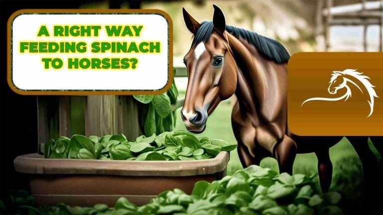 A brown horse standing in front of a wooden fence with a bowl of spinach, a green field, and trees in the background, text on the image reads 'A right way feeding spinach to horses?'