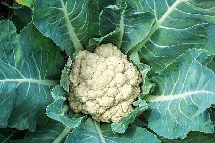 Top-down view of a cauliflower plant with large green leaves in a garden soil bed