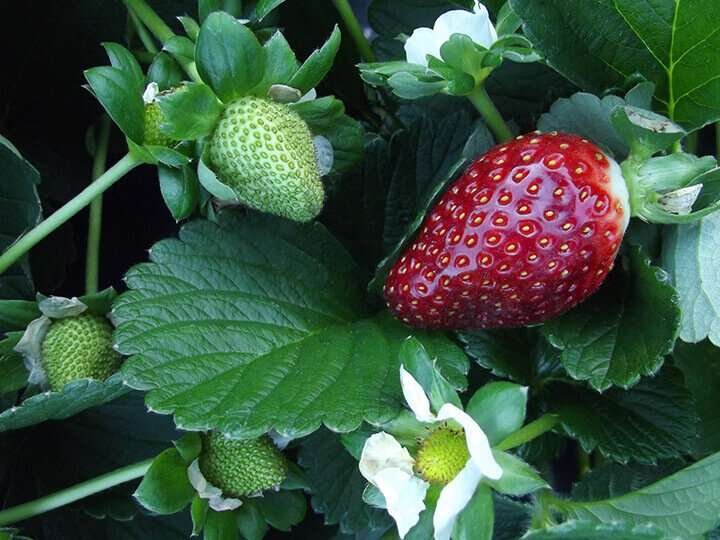 Ripe red strawberry on a green strawberry plant with white flowers