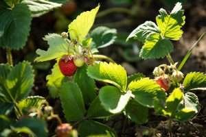 Ripe strawberries on a strawberry plant in a garden bed