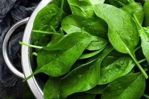 Fresh spinach leaves in a silver colander with water droplets