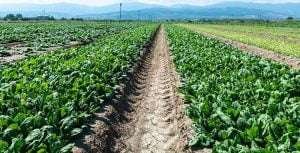 A vast field of green leafy spinach plants with a dirt path and mountains in the distance