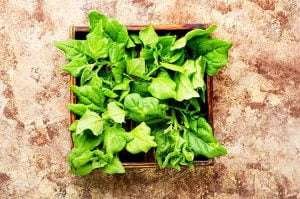 Fresh green spinach leaves in a wooden crate