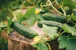 A cucumber plant with large green leaves and yellow flowers growing on a weathered tree stump in a garden