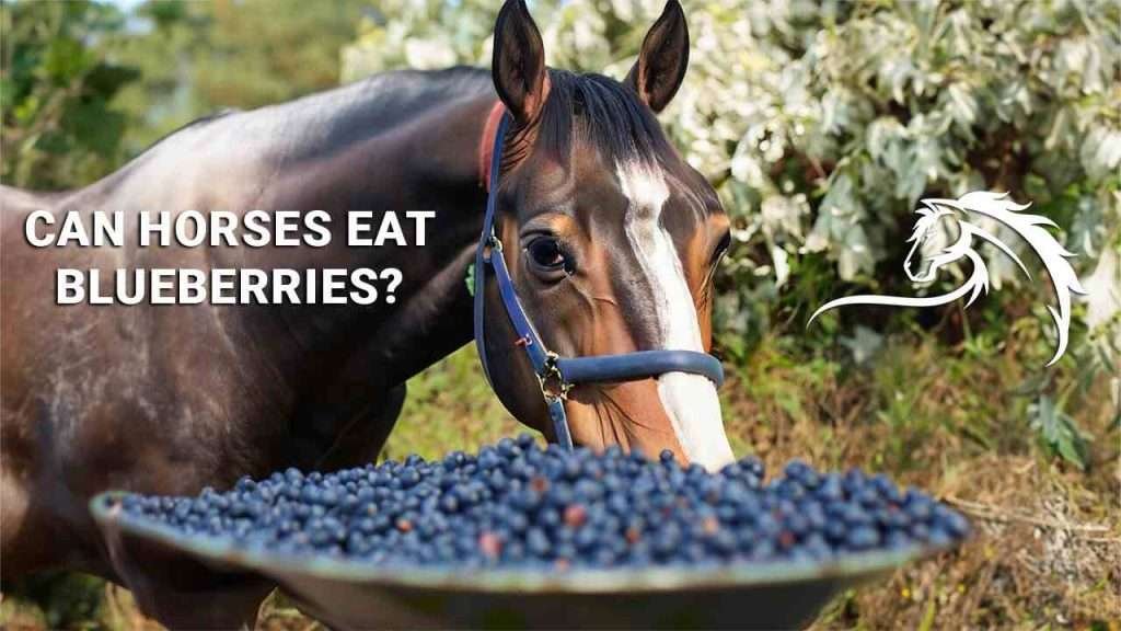 A dark brown horse with a white stripe and blue bridle eating blueberries from a bowl in a field