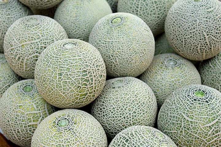 A pile of light green cantaloupes with white net-like patterns on their skin