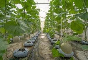 A greenhouse with rows of Cantaloupe plants covered in white protective netting