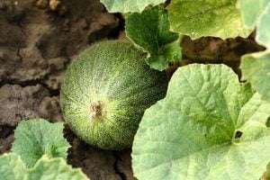 Round green Cantaloupe with rough texture growing on a plant with large leaves in dry soil