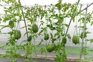 Greenhouse with Cantaloupe plants growing on trellises bearing oblong fruit