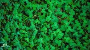 A field of green clover leaves