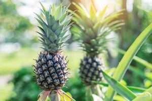 Two green and brown pineapples growing on a plant in a garden with blurred green foliage in the background