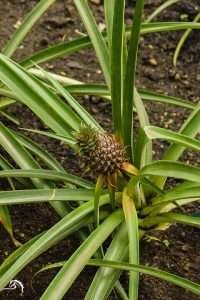 Young pineapple plant with long green leaves in a garden