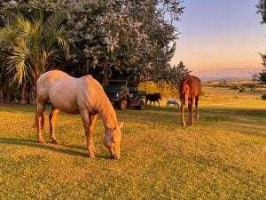 Horses grazing in a green field at sunset with mountains in the background