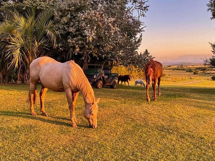 Can Horses Eat Oranges?, Horses grazing in a green field at sunset with mountains in the background