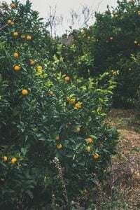 orange trees with ripe oranges in a grove