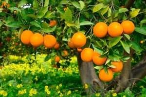 Ripe oranges hanging from an orange tree in a garden with yellow flowers in the background