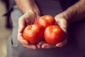 Person holding three red tomatoes in a kitchen setting - Can Horses Eat Tomatoes?