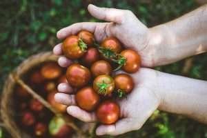 A pair of hands holding freshly picked red tomatoes with green stems in a rustic setting