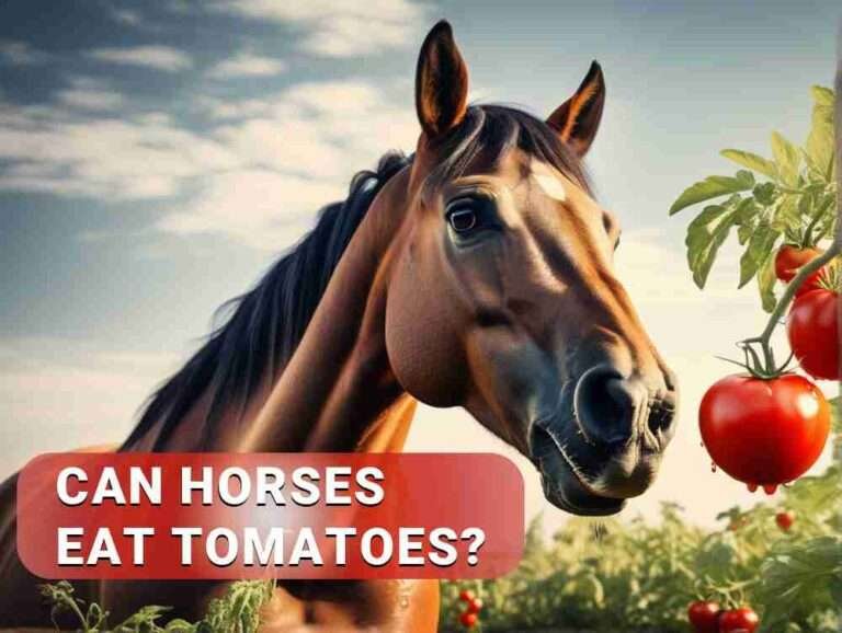 can horses eat tomatoes - Can I feed my horse tomatoes Expert warns against certain treats